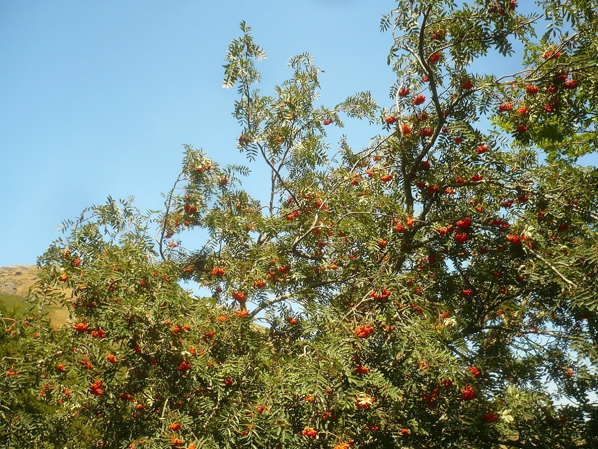 Sorbus aucuparia subsp. aucuparia (Rosaceae)